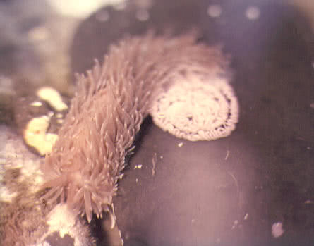 Grey Sea Slug (Aeolidia papillosa)